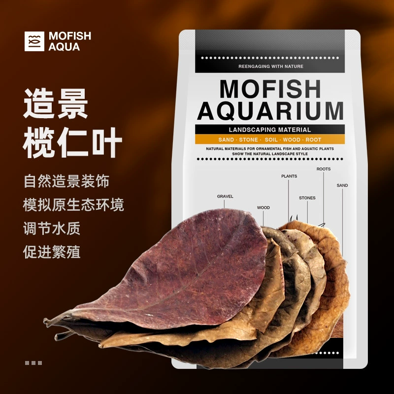 Каракатица Материал Южноамериканский Цилиндр Родной Цилиндр Пейзаж Украшения Фрукты Лонган Лист Элемене Черепаха Цилиндр Пейзаж Материал