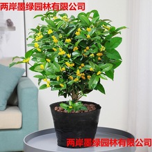 桂花树苗四季桂浓香型花卉庭院金桂丹桂沉香桂四季开花耐寒植物