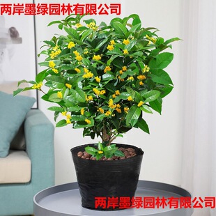 𻨘ļͻͥԺ𵤹ļ_ͺֲ