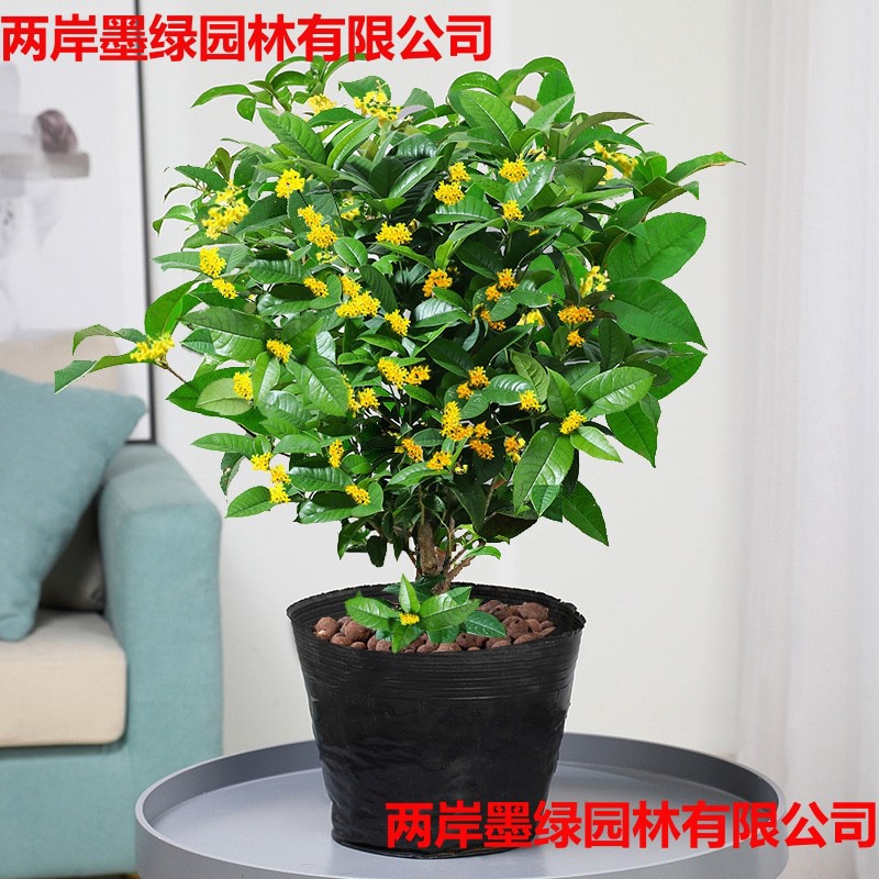 桂花树苗四季桂浓香型花卉庭院金桂丹桂沉香桂四季开花耐寒植物