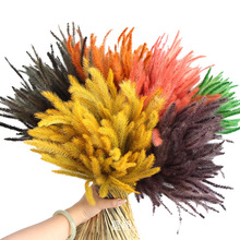 狂想者新品野生狗尾巴草森系自然干花真花家居装饰拍摄道具插花束