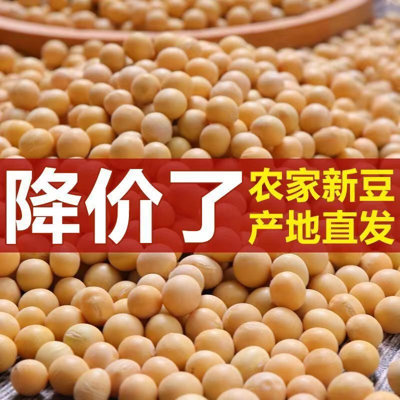 黄豆批发大豆2024东北非转基因农家自种黑龙江大豆生豆芽打豆浆豆