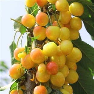 ������������܇���Ә������Ҙ������҃��ϱ����Nֲ���䮔��Y��