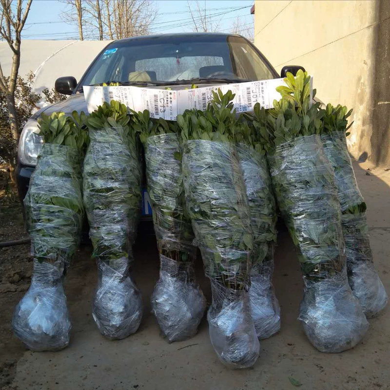 Озеленение двора Рассада тунга Зеленый забор Стена растений Вечнозеленый аромат Ароматический репеллент от комаров Вечнозеленый D