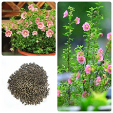 Сľ�ȷN����ľ�N���ļ����NͥԺ����ľ�ȷN���Ϸǿ��N���ᭇľ��