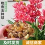 浓香型盆栽重瓣多年生花卉
