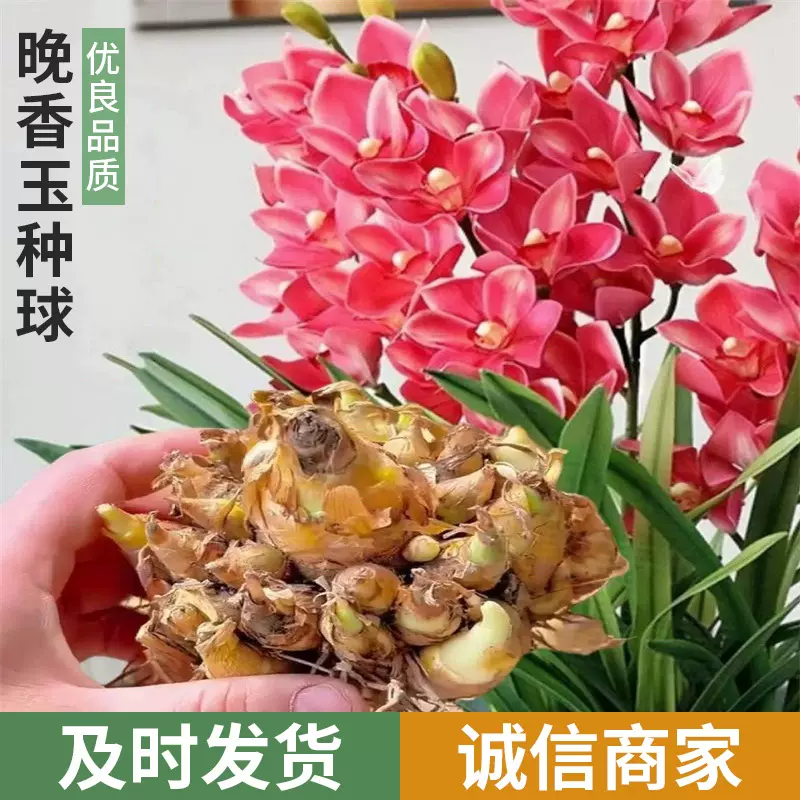 晚香玉种球重瓣大花球根带多芽多年生浓香型切花庭院阳台花卉盆栽