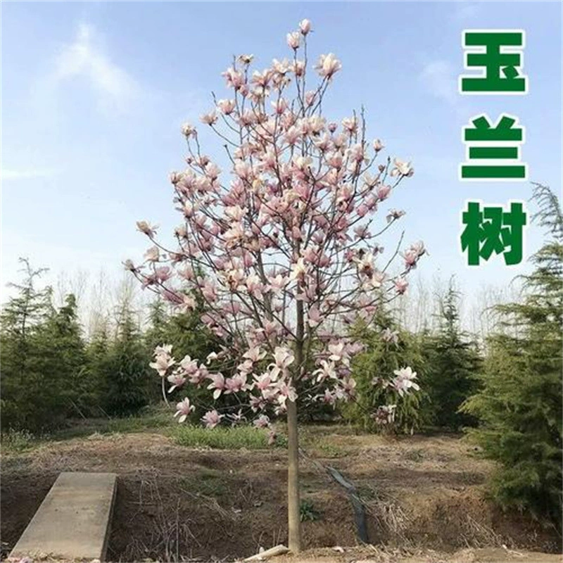 Саженцы магнолии красные и белые желтые фиолетовые саженцы магнолии во дворе озеленение в помещении и на открытом воздухе Холодостойкие цветы горшечные растения Магнолия