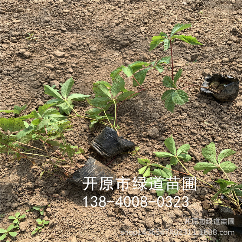 批发 五叶地锦苗 三叶地锦 爬山虎 攀爬耐阴植物 全国发货-阿里巴巴