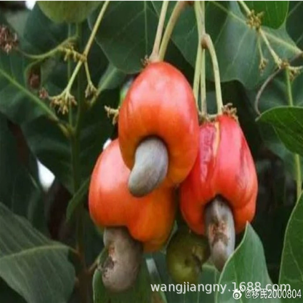 Прививка саженцев кешью посадка на юге и севере года плодоношения куриной корейки саженцы фруктовых деревьев фруктовые деревья двор балкон горшечные орехи кешью