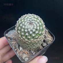 ������M�ϟo�������ƶ��⻨��ֲ���҃Ȼ�С���Ծ�Ʒ�Ƕ�ϡ��̫��