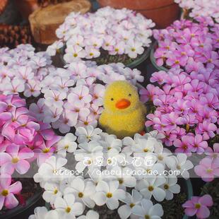 ����������֮�xϵ�����{�ݷN�� ��ѩ��֮�x ѩ����֮�x������֮�x