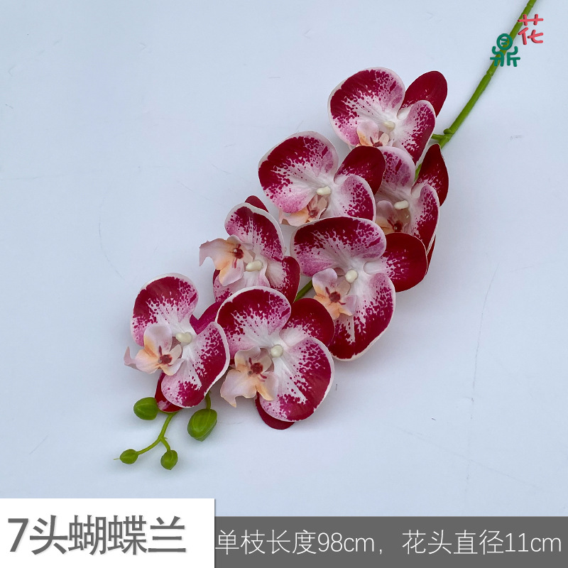 7 phalaenopsis GFG #11 화이트 코어 핑크 레드