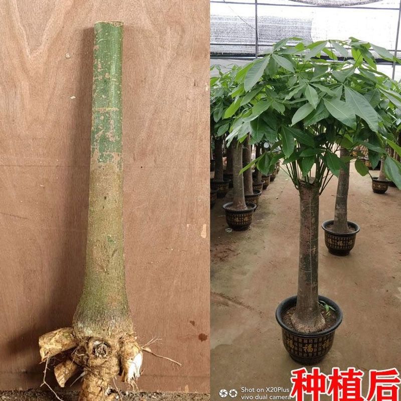 Large Money Tree for Living Room, Large Potted Plant, Single-Stem Braided Tree, Indoor Green Plant, Money Tree for Attracting Wealth