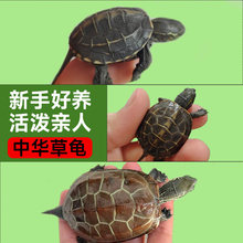 中华草龟活体小乌龟活物外塘适合家养宠物观赏龟金线龟墨龟苗好养