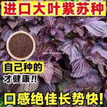 ���K�N�ӿ�ʳ���p��t���K���~���K�N���ļ��͟��̨�����߲˷N��