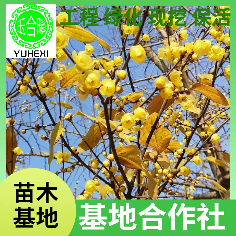 Товары для детских садов, ароматные кустарники зимовника, саженцы инженерного зеленения в горшках, саженцы цветущей сливы, уличные саженцы для посадки на земле, морозостойкие