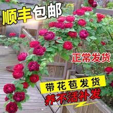 �Nޱ�����ٱ��¼���΢����ͥԺ����ֲ�ﻨ�������̨õ���ļ��_��