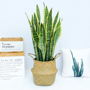 ��߅��Ƥ�m����ֲ������׻�ˮ��ֲ��Gֲ�k���҃Ȼ��ܻ�Ƥ�m���l