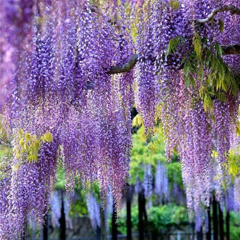 5 wisteria seeds