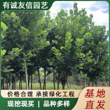 法国梧桐树苗基地培育庭院风景树行道园林绿化南方种植法桐青桐苗
