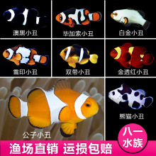 人工公子小丑鱼活鱼海水观赏鱼奥黑毕加索雪印海葵共生鱼中通包邮