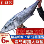 青岛大鲅鱼礼盒装鲐鲅鱼新鲜冷冻整条马鲛鱼速冻马友鱼马交鱼春鲅