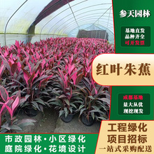 重庆贵州四川亮叶朱蕉大杯亮叶朱蕉小杯亮叶朱蕉袋苗亮叶朱蕉杯苗