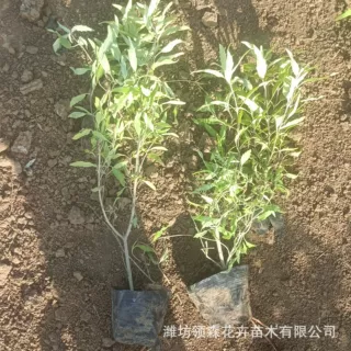 金叶犹青州花卉 金叶莸宿根花卉金叶犹地被色块绿篱苗 金叶犹苗木