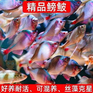 ���Q�~ ��Ƥ�~�^�p�~��ˮ�~ԭ���~�߲ʸ��w��Ƥ���wС�͵�ˮ�~��