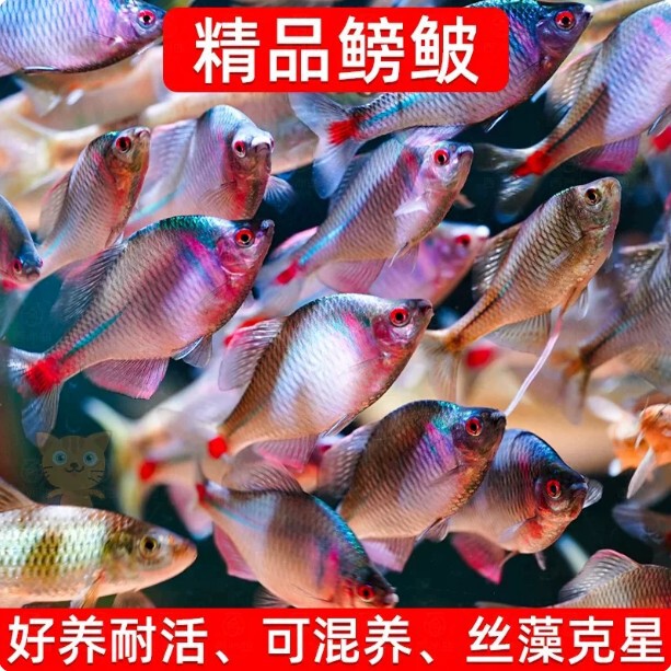 Bream Fish, Ornamental Fish, Coldwater Fish, Native Fish, Colorful High-Bodied Bream, Live Small Freshwater Fish Bream Fish, Ornamental Fish, Coldwater Fish, Native Fish, Colorful High-Bodied Bream, Live Small Freshwater Fish
