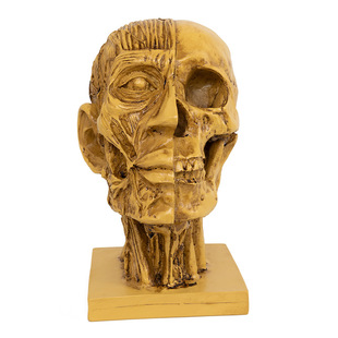 ��֬��ˇƷ �������^���t�^�t�Wģ�ͽ̌W��Ʒ �L������ˇ�gģ��