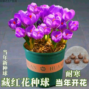 冬紅花圖片 海量高清冬紅花圖片大全 阿里巴巴