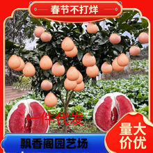 һ�����l���Ә���t�ļt�����ּ޽ӹ�������Ϸ������Nֲ����Y��