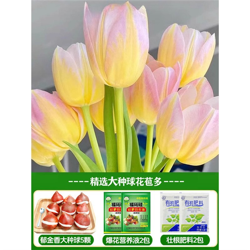 A8 nebula tulip 3 big balls + nutrient solution + fertilizer