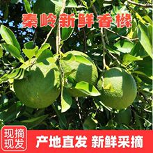 秦岭山区新鲜香橼果绿香橼新鲜采摘绿果香橼别名枸橼子香泡