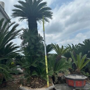 �������^�F���辰 �㽭�F���Ϙ� �����F���辰�r��