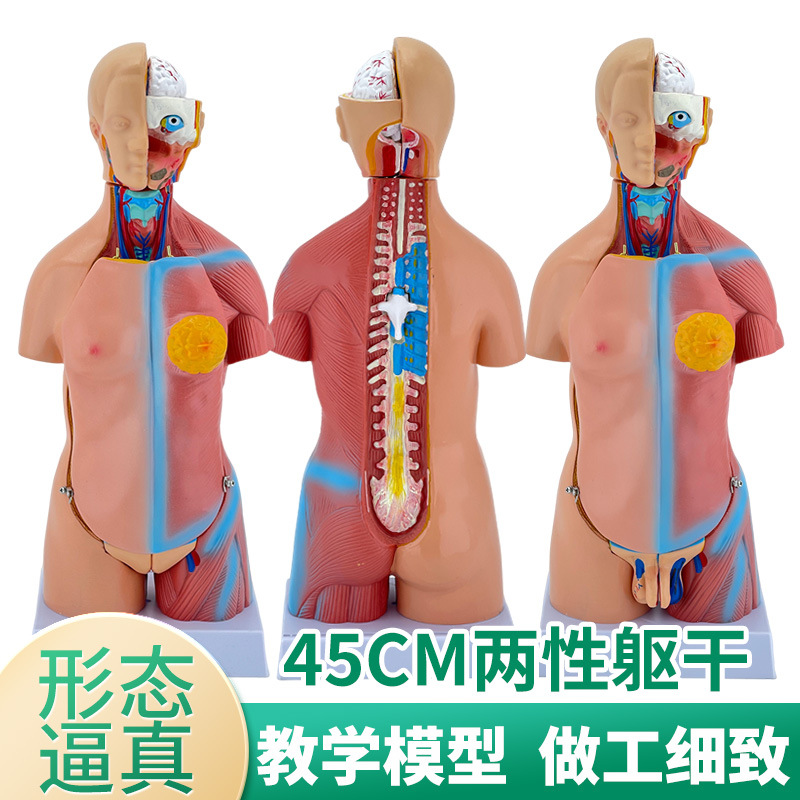 45cm género tronco desmontable 23 unidades Anatomía Humana modelo órgano Sistema Estructura diagrama desmontable enseñanza médica