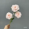 Pink champagne