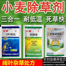 ��������p� ���������c ����¡ �p���ǲݰ� С������݄����l