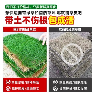 Lawn with Mud Grass Roll House Garden Greening All Year Round Green Ryegrass Manila Turf Real Grass with Soil Putting Green Grass