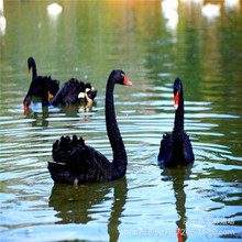 黑天鵝活體 觀賞成年黑天鵝 水塘湖面觀賞水禽黑天鵝赤麻鴨觀賞鴨