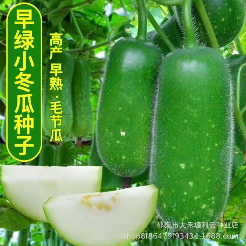 [One Melon Per Section] Early Green Small Winter Melon Seeds, Hairy Melon, Green-Skinned Melon, High-Yielding Vegetable Seeds for All Seasons