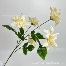 ������ˮ�ٺϰ������_�I�c�仨�@�廨��c�bӼҕ��h�d�[��