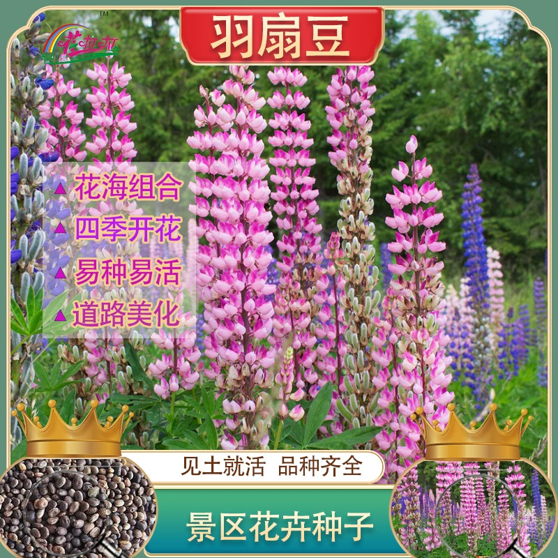 Однолетние травянистые цветы Виды цветов Люпина Семена цветов Лу Бинхуа Четыре сезона Легко жить Четыре сезона Садовая трава Семена цветов