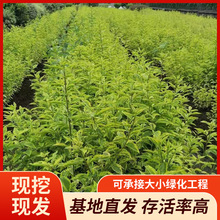 金叶假连翘黄叶假连翘优质花叶连翘黄棣棠成活率高基地大量批发
