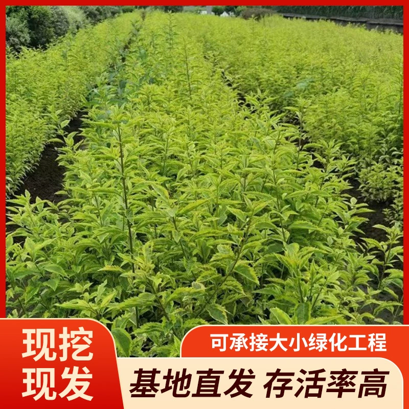 Золотой лист, ложный жасмин, желтый лист, ложный жасмин, высококачественный цветочный лист, ложный жасмин, желтый ива, высокая выживаемость, оптовая продажа от базы