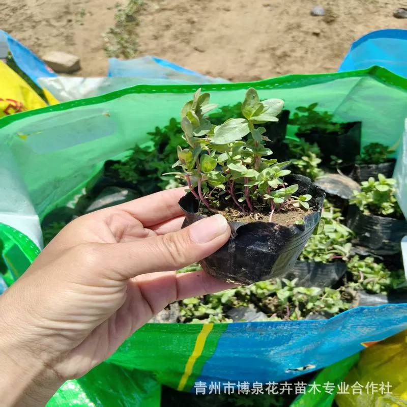 Оптовая продажа водного гиацинта для зеленения, водных растений, база по поставке рассады Цинчжоу, многозародышевый открытый водный гиацинт для использования как в воде, так и на суше.