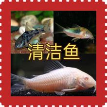 小型鱼工具鱼清理花椒鼠小白鼠吃鱼粪便生物青苔清洁咖啡鼠淡水鱼