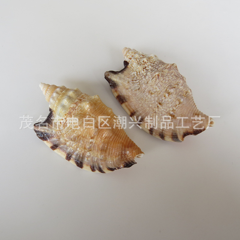 Swallow and Phoenix snails 7-7.5cm, about 20 pieces per catty